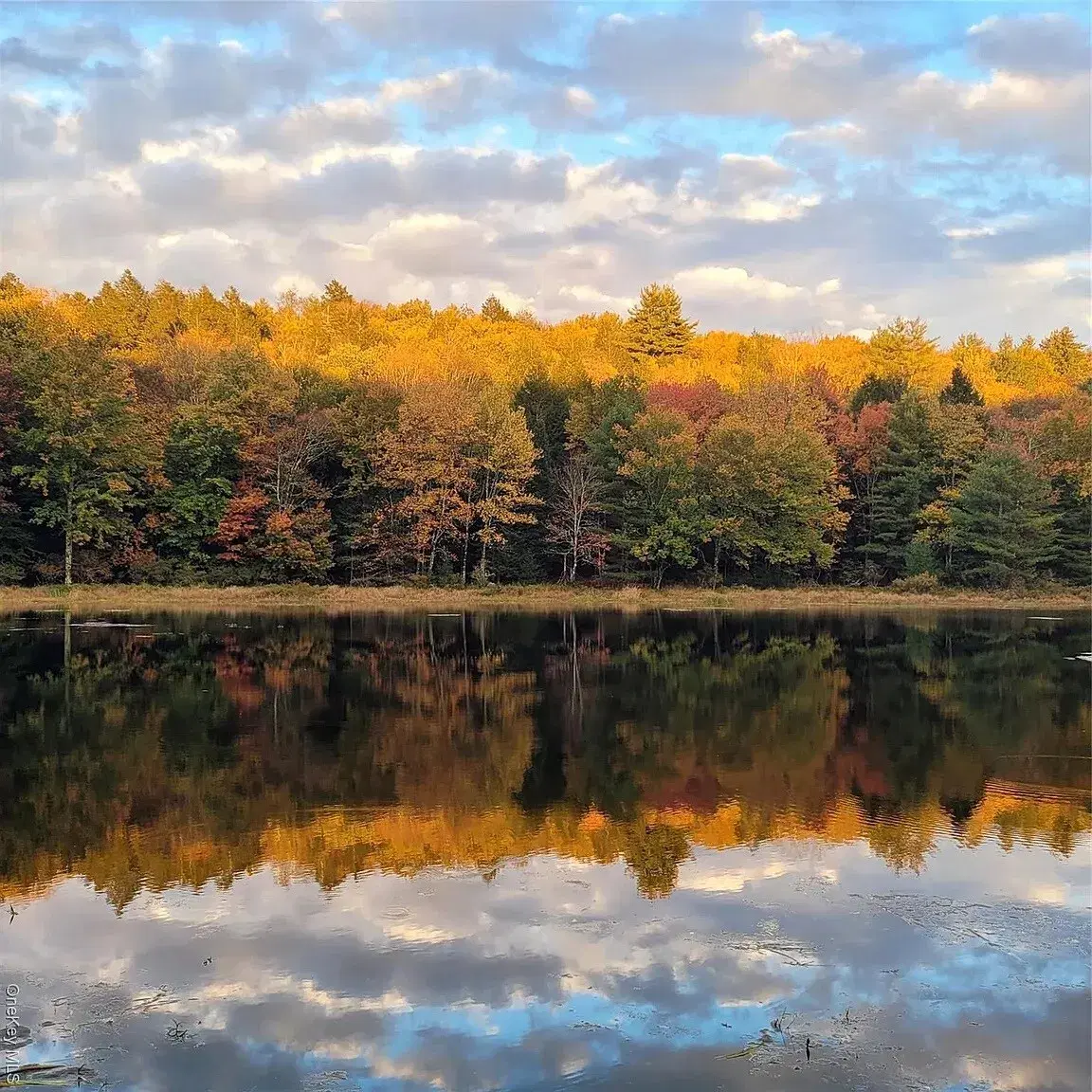 Autumn trees reflected in the lake